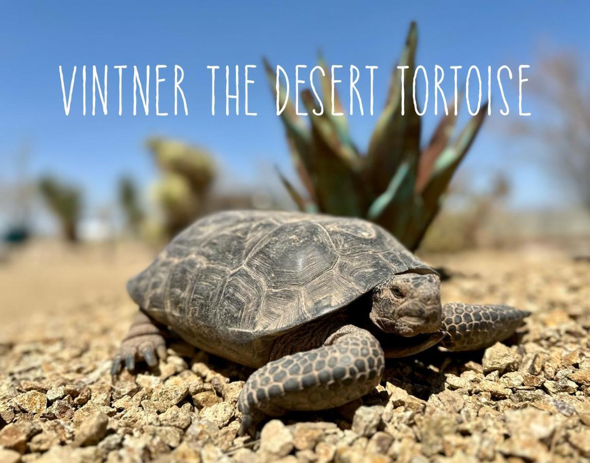 Tarantula Ranch Campground & Vineyard Near Death Valley National Park Амарґоса-Валлі Екстер'єр фото
